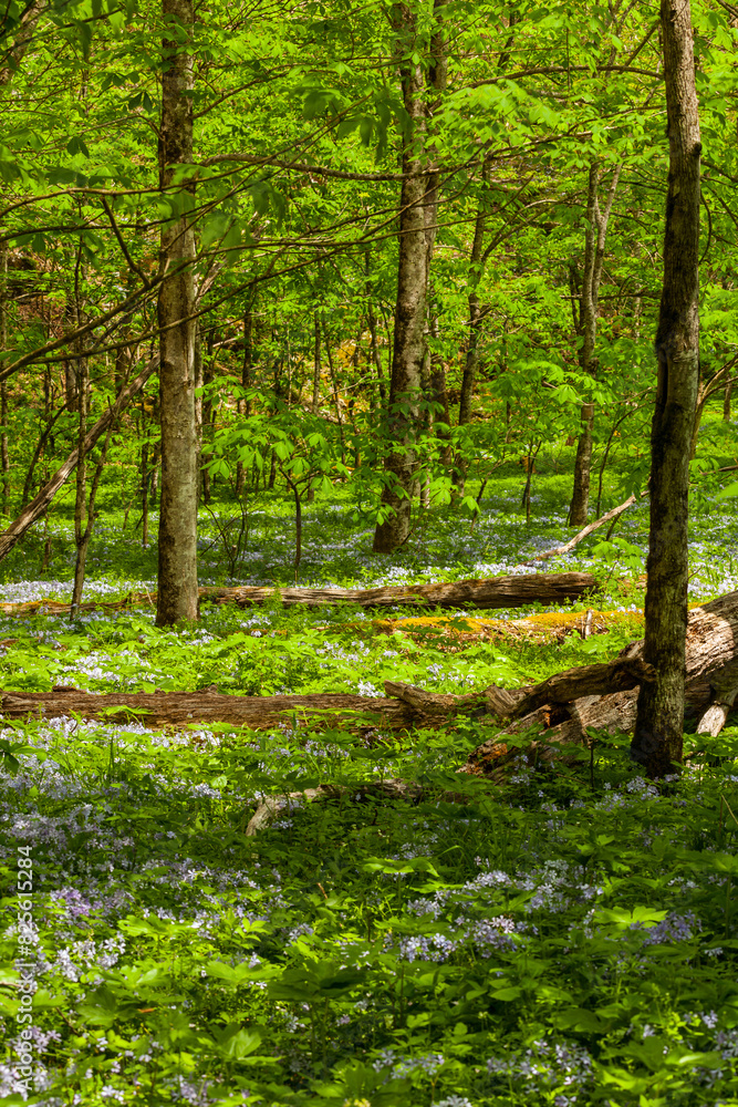 Obraz premium White Oak Sink, Spring