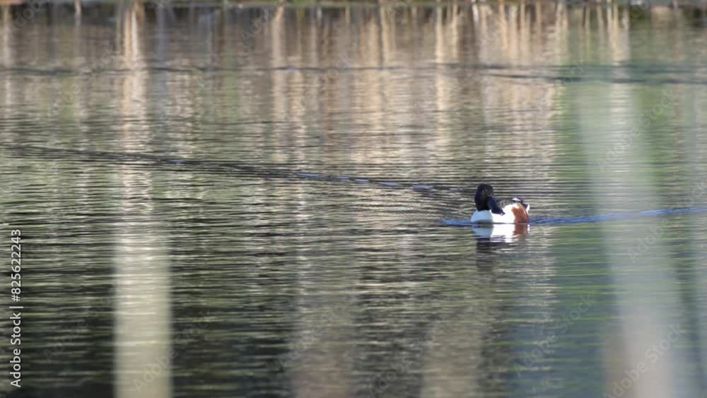 Enchanting Lake: Exploring the Beauty of the Northern Shoveler Enchanting Lake: Exploring the Beauty of the Northern Shoveler