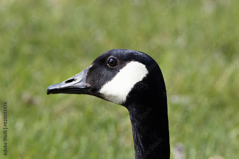 Closeup of the head of a Canadian goose (Branta canadensis) with a bokeh background. Closeup of the head of a Canadian goose (Branta canadensis) with a bokeh background.