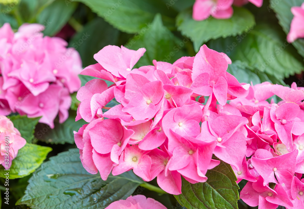 Colorful hydrangeas fill the flower bed. bigleaf hydrangea , French hydrangea , Lacecap hydrangea , mophead hydrangea, Hydrangea macrophylla Colorful hydrangeas fill the flower bed. bigleaf hydrangea , French hydrangea , Lacecap hydrangea , mophead hydrangea, Hydrangea macrophylla