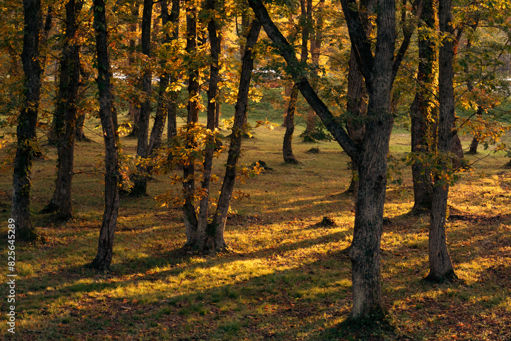 Fototapeta premium 鳴子峡印象