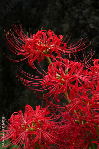 red spider lily