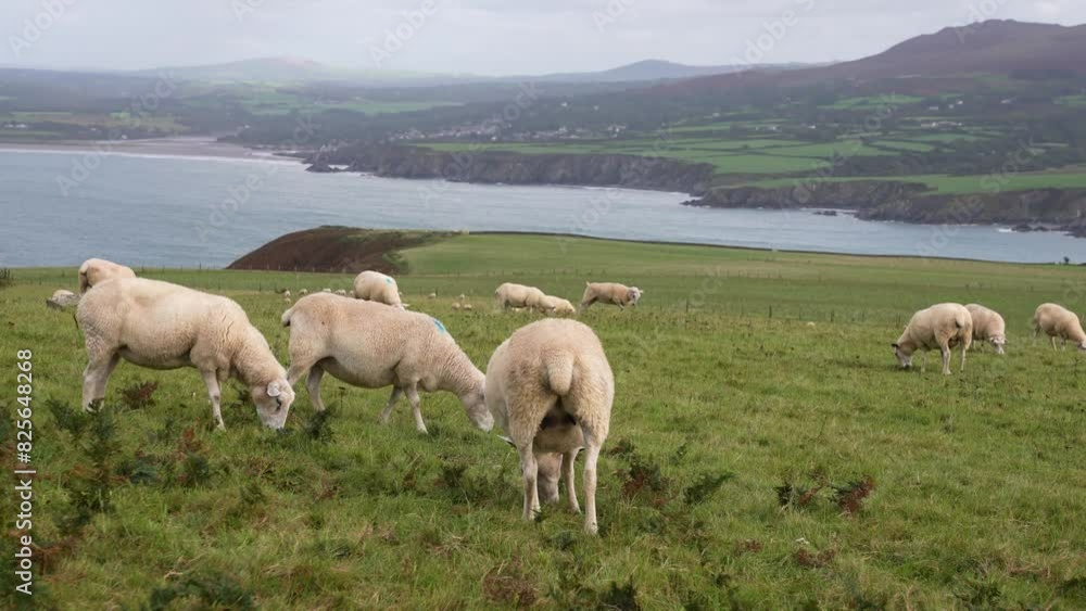 Flock of Sheeps Grazing in Pasture Above Scenic Coastline of Dinas Island, Wakes UK Flock of Sheeps Grazing in Pasture Above Scenic Coastline of Dinas Island, Wakes UK
