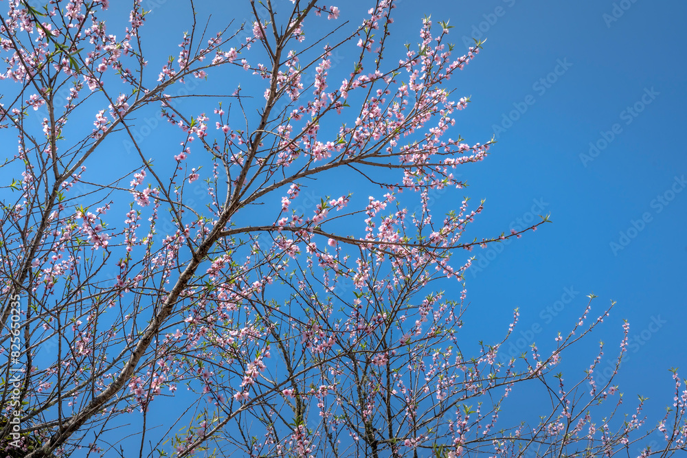 Peach blossoms bloom in spring in Sa Pa, Vietnam Peach blossoms bloom in spring in Sa Pa, Vietnam