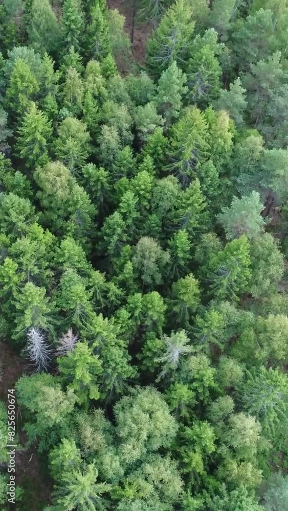 Majestic aerial drone shot of green pine trees Majestic aerial drone shot of green pine trees