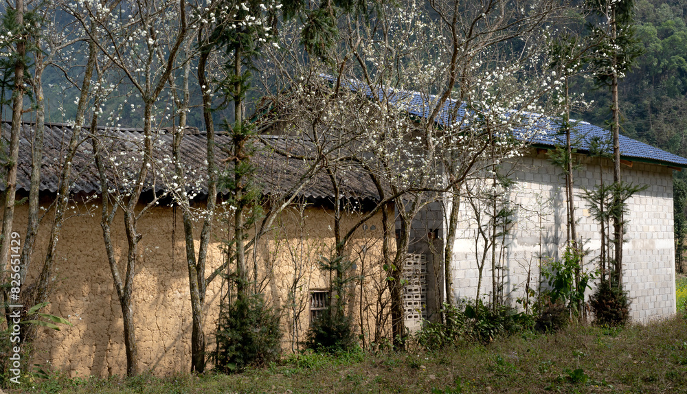 The peach blossoms blooming in spring on area the high mountains in Son La province, Vietnam.
The peach blossoms blooming in spring on area the high mountains in Son La province, Vietnam.