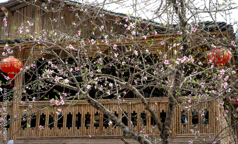 Obraz premium The peach blossoms blooming in spring on area the high mountains in Son La province, Vietnam. 