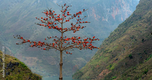 Blooming Bombax ceiba or red cotton tree at Tu San Marina in Meo Vac, Ha Giang Province, Vietnam photo