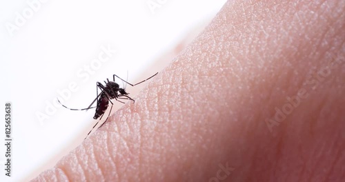 蚊が血を吸っている様子の動画 photo