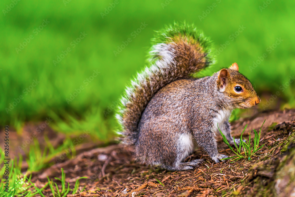 A tired squirrel on the grass
