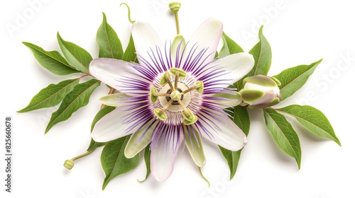 Passiflora (passionflower) isolated on white background