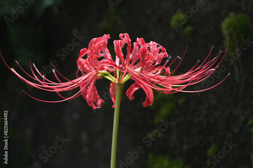 red spider lily