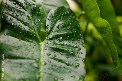 Fotografía Water drops on tropical leaves after rain
