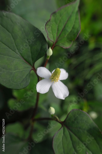 どくだみの花 Flower of Houttuynia cordata