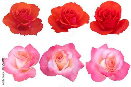 3 red and 3 yellow-pink heads roses blooming isolated on the black background.Photo with clipping path.