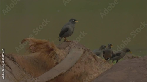 mutualistic symbiosis between buffalo & birds photo