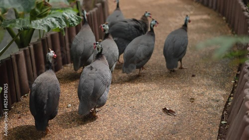 Guinea fowl, a poultry animal, is walking in search of food. Raised in a zoo. photo