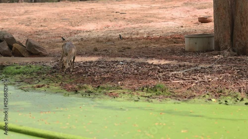 Video of a deer drinking water from a mud pond in a zoo photo