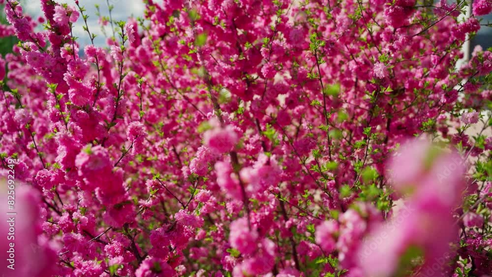 Pink Flowering Bush in Greenery Pink Flowering Bush in Greenery