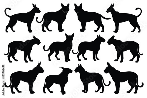 Set of Balkan Lynx animal black silhouette vector on white background photo