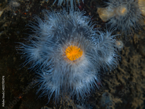 Plumose anemone from the Norwegian fjords © Sakis Lazarides