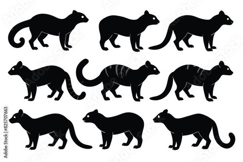 Set of Banded Palm Civet animal black silhouette vector on white background photo