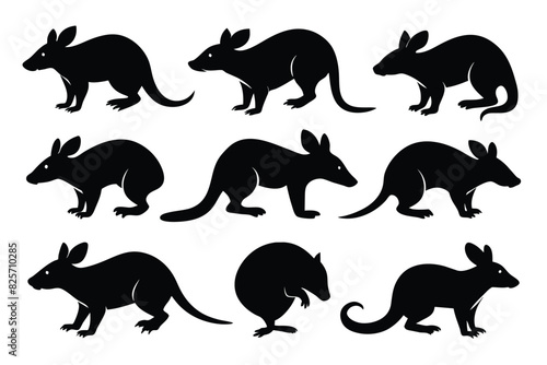 Set of Bandicoot animal black silhouette vector on white background