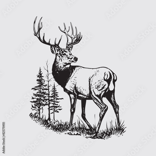 pencil drawing of deer vector