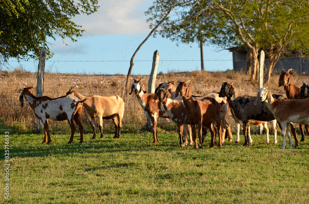 A group of large goats grazing in the green pastures of the farm, with a beautiful lake in the background A group of large goats grazing in the green pastures of the farm, with a beautiful lake in the background