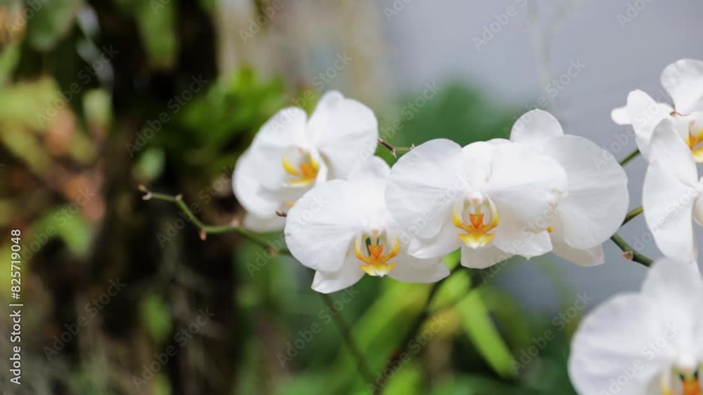 white orchid flower in garden 60fps white orchid flower in garden 60fps
