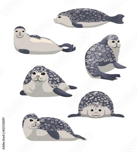 Ringed Seal various Poses Set Cartoon Vector