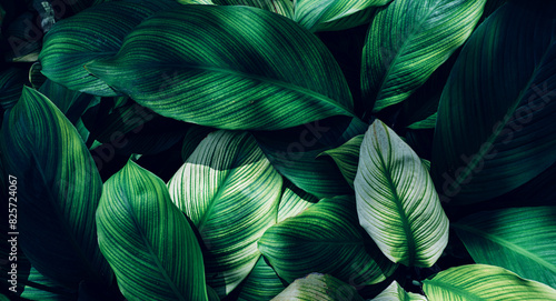 leaves of Spathiphyllum cannifolium  abstract green texture  nature background  tropical leaf.