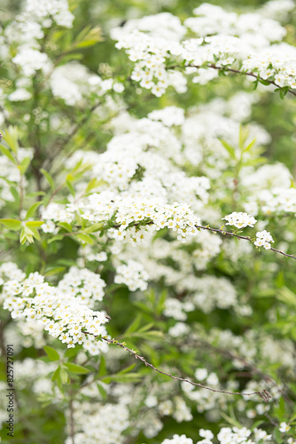 Spring blossom by tender white flowers. © zhennyzhenny