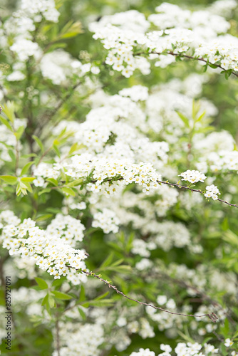 Spring blossom by tender white flowers.