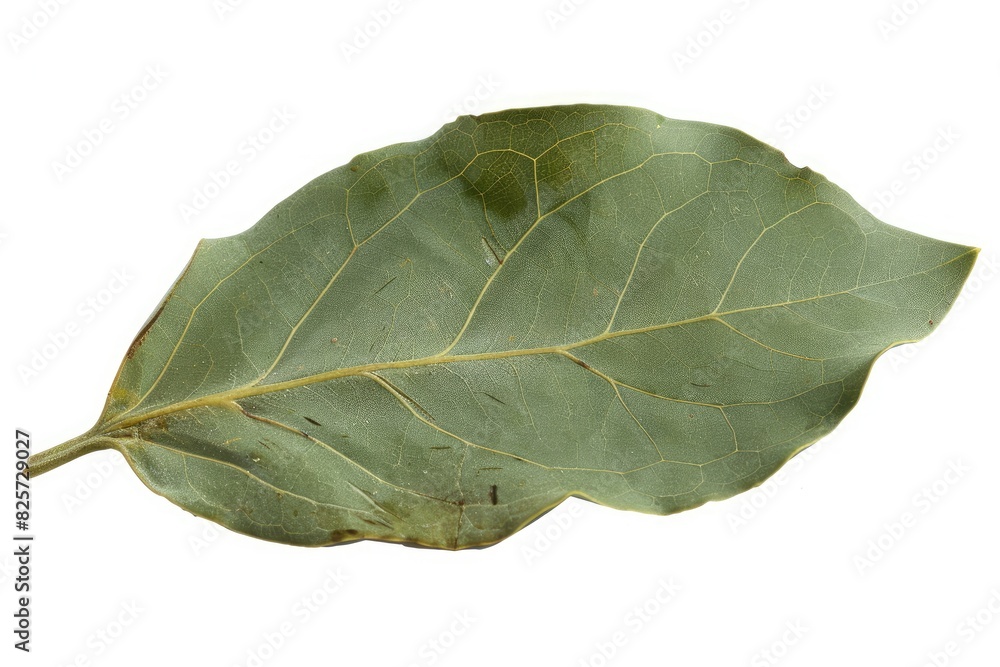Obraz premium Single bay leaf with a smooth surface isolated on white background