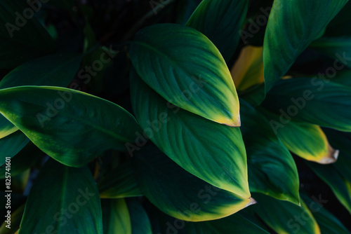 green leaf texture  dark green foliage nature background  tropical leaf