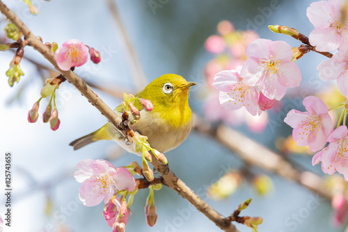 メジロと河津桜