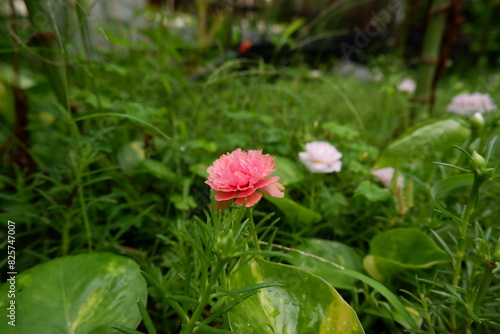 Wallpaper Mural common purslane orange flower in the garden Torontodigital.ca