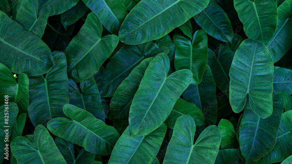 Obraz premium closeup nature view of green leaf texture, dark wallpaper concept, nature background, tropical leaf.