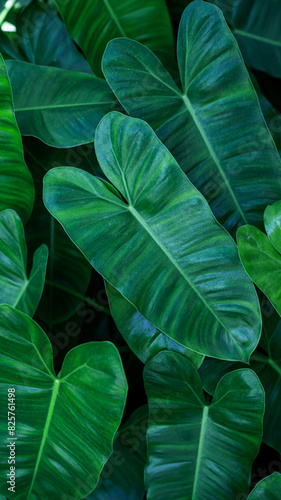 closeup nature view of green leaf texture  dark wallpaper concept  nature background  tropical leaf.