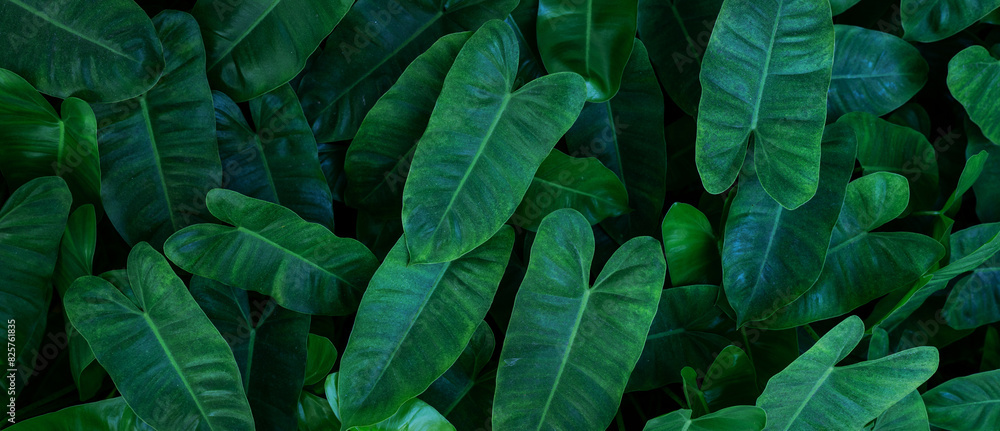 Fototapeta premium closeup nature view of green leaf texture, dark wallpaper concept, nature background, tropical leaf.