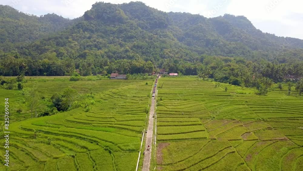 Aerial footage of a very wide view of green rice fields in the village ...