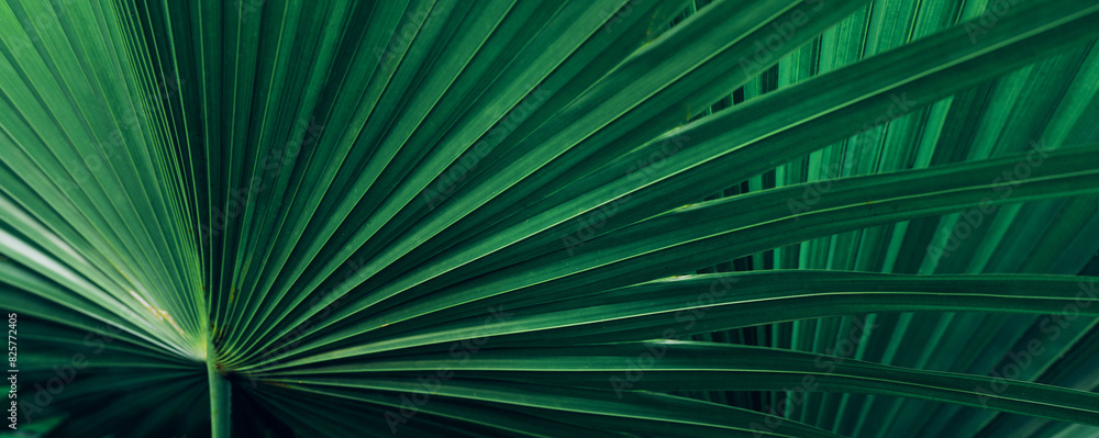 Obraz premium abstract palm leaf textures on dark blue tone, natural green background.