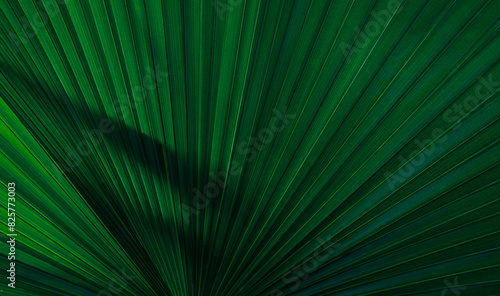 abstract palm leaf textures on dark blue tone, natural green background. © Nabodin