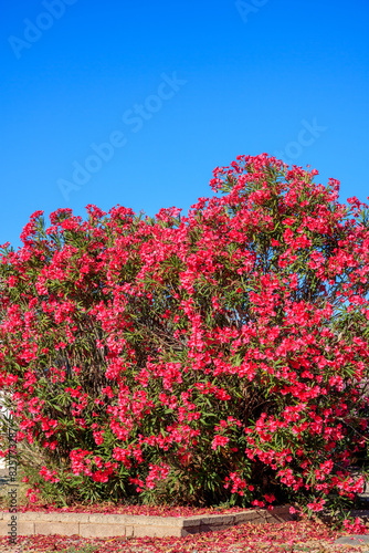 Blossoming with red flowers crown of drought tolerant Nerium Oleander during warm Arizona spring in Arizona; copy space
