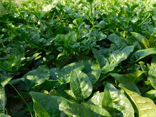 Fresh Ceylon Spinach green plant tree growing on vine in the plantation vegetable garden. photo