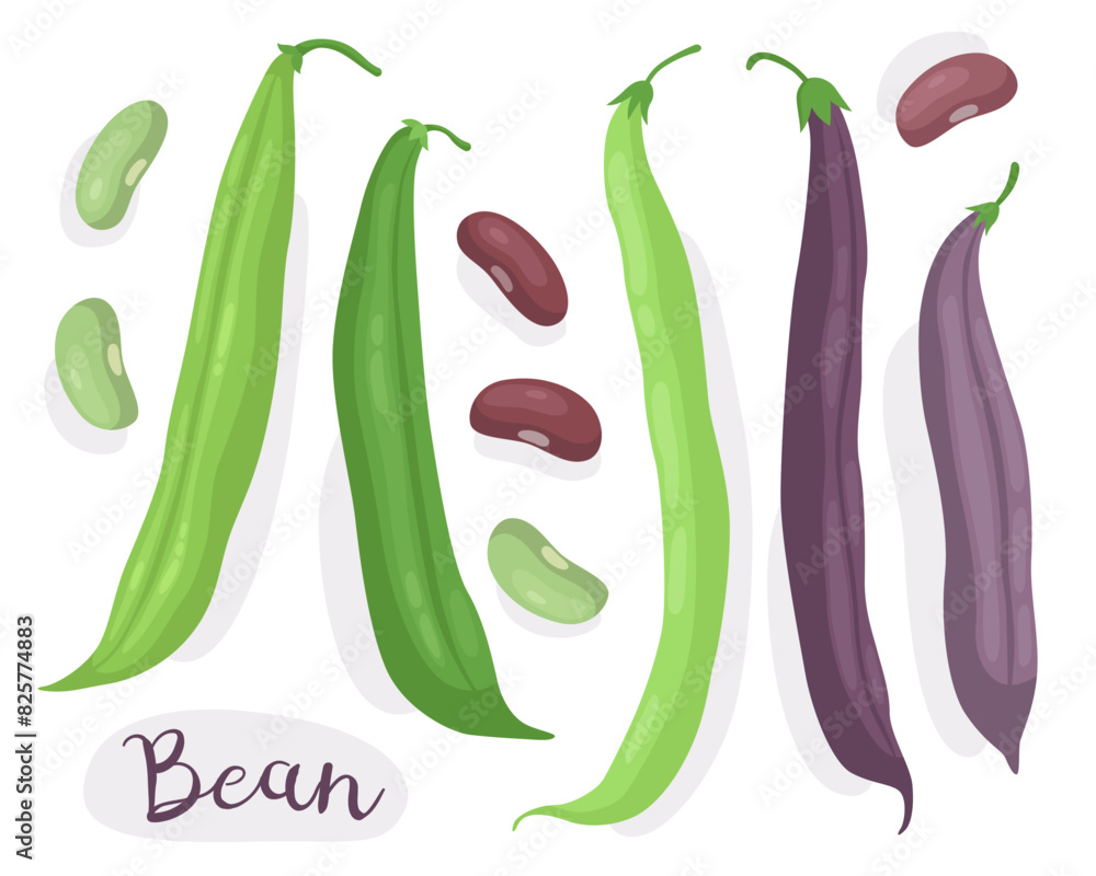 Beans. Phaseolus, wild bean. Green and purple bean pods and beans. Ingredient for cooking. Edible vegetable, plant. Vector illustration.