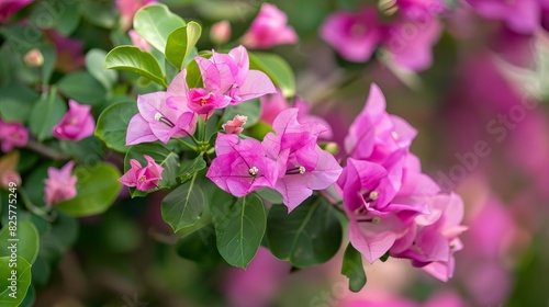 Wallpaper Mural bugambilia  Torontodigital.ca