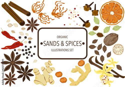 Selected spices herbs, and different spices in vintage style isolated on a white background, vector illustration.