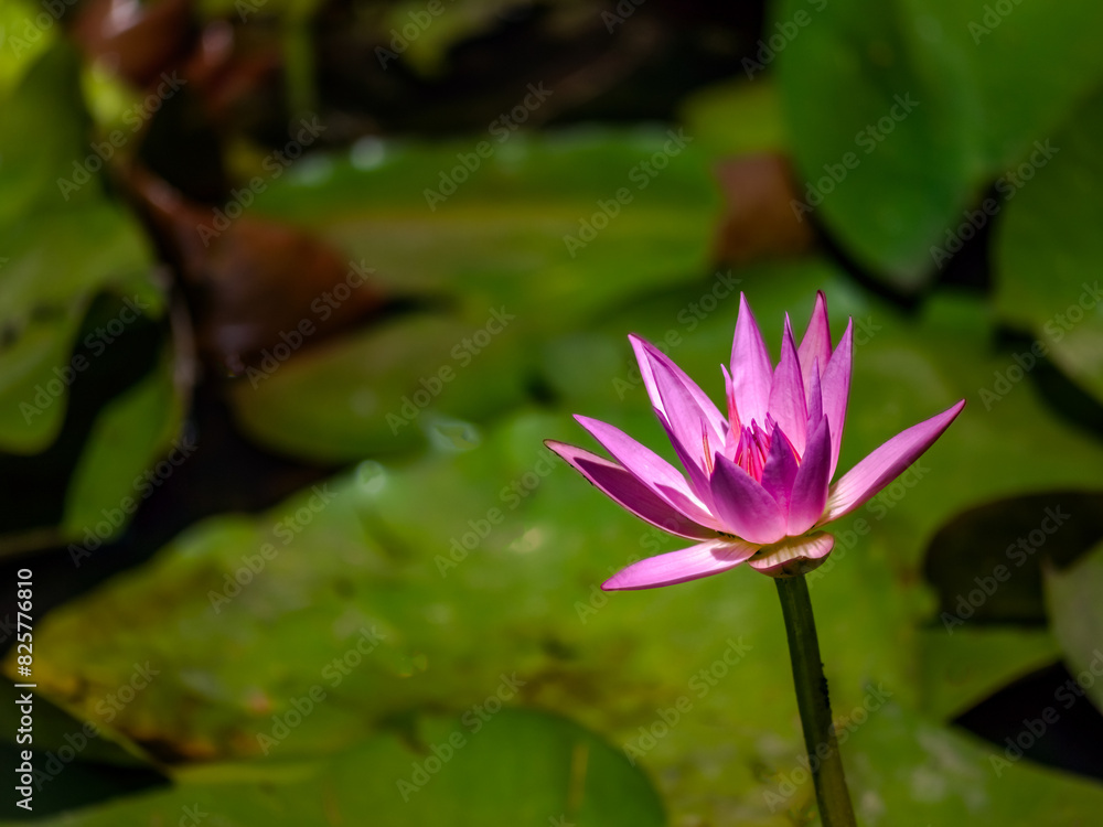 Lovely Pink Glowing Lotus Bloom Lovely Pink Glowing Lotus Bloom